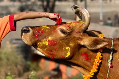 तिहारको चौथो दिन आज  गाई पूजा गरेर मनाइँदै